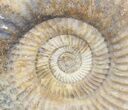 Parkinsonia Dorsetensis Ammonite - England #30778-3